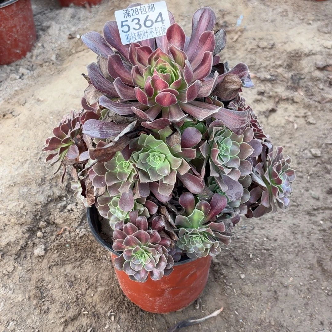 N. 5364欧若拉多肉，babe