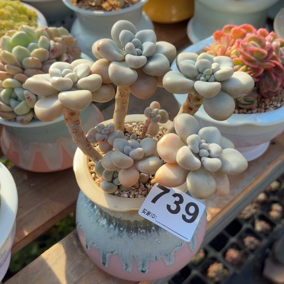 *****香水洛神带盆发货739