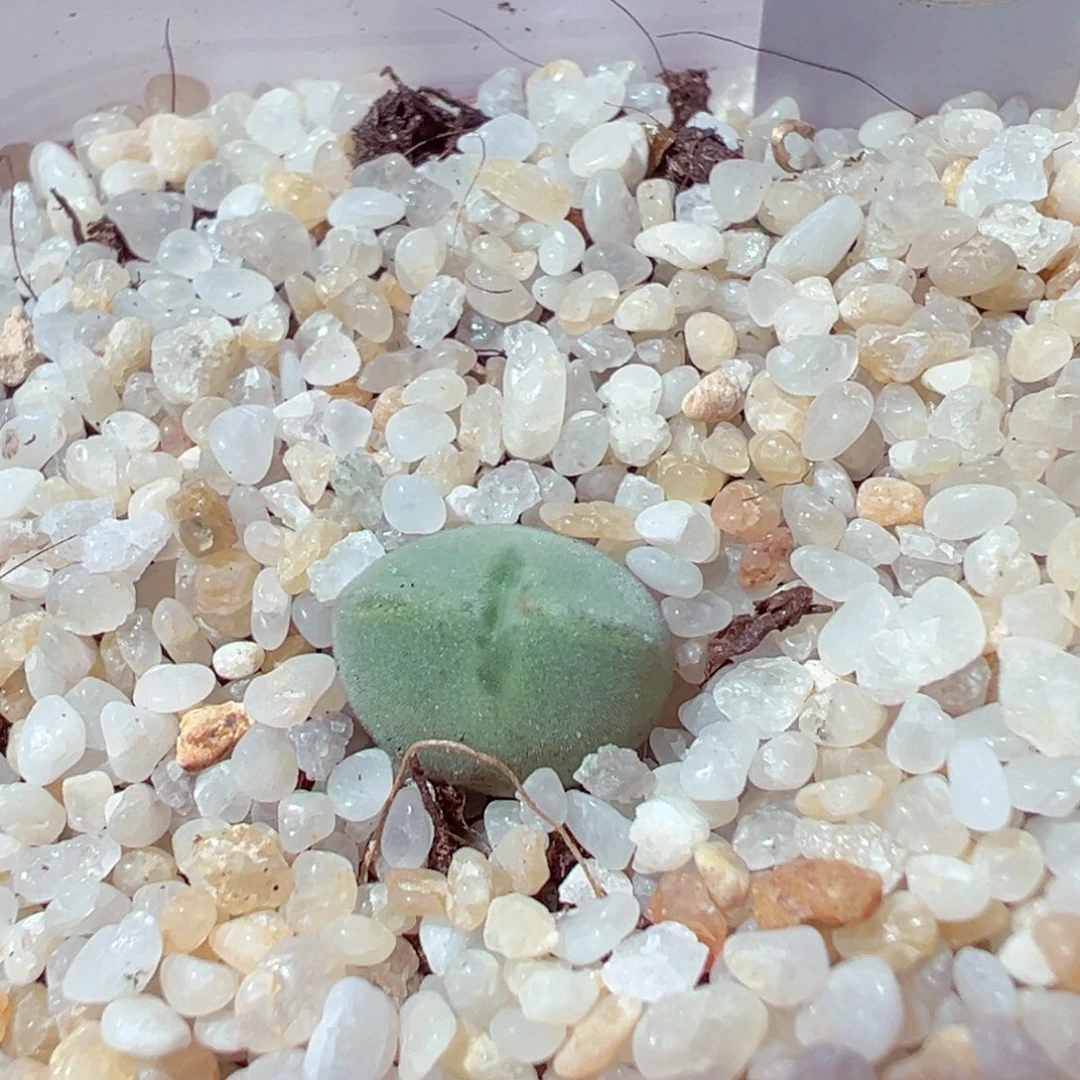 1026-235多肉多肉空蝉