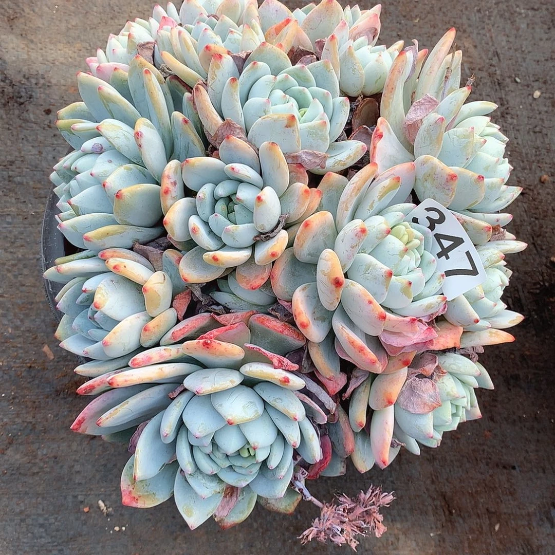 347冷香一物一拍多肉