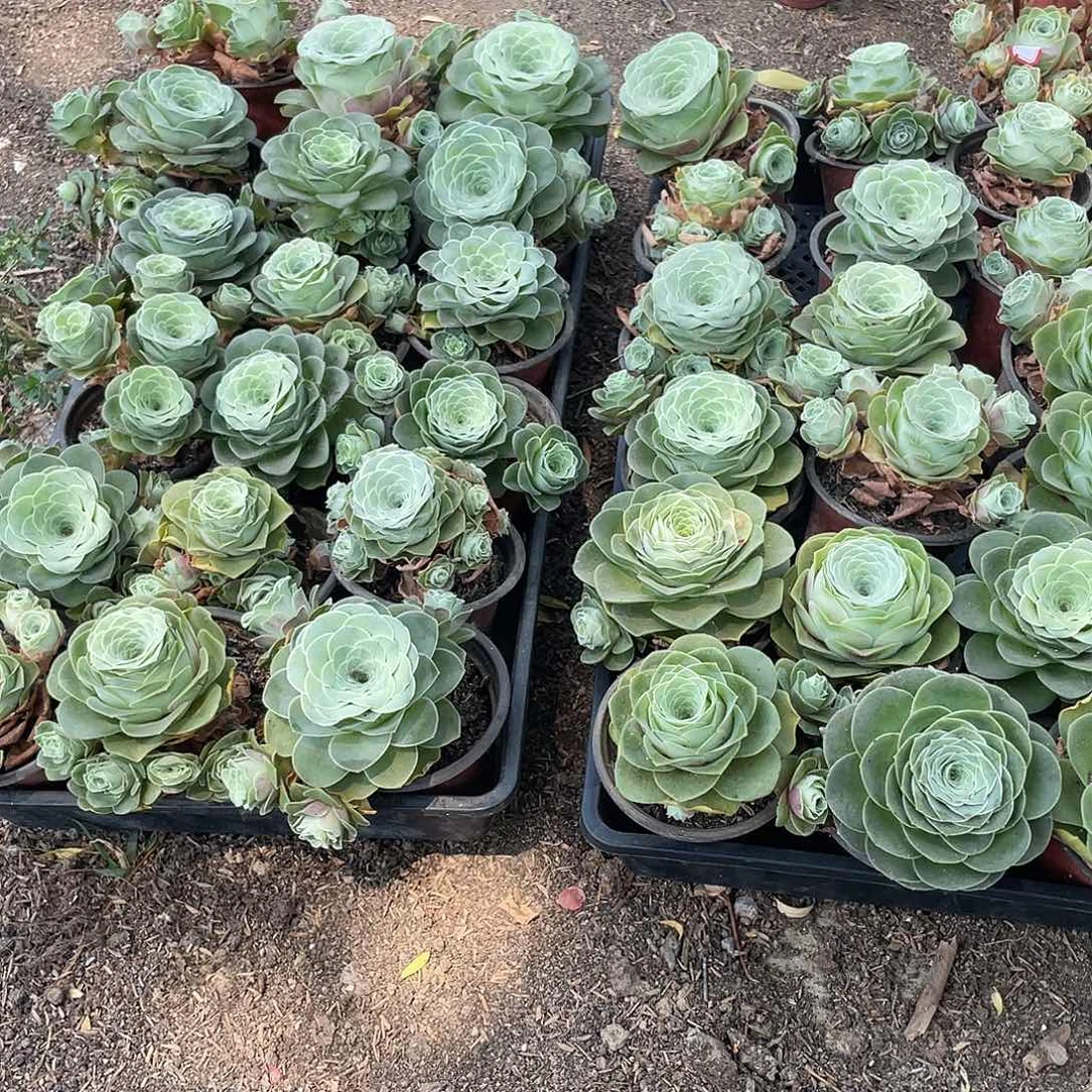 山地玫瑰3颗框里的不售后量拍