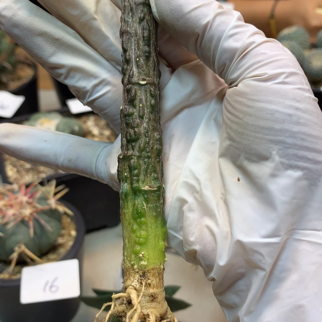 36号   实生  爆瘤 鳄鱼 线曼