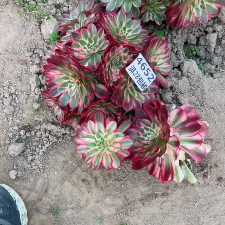 微*4652三号棚倾城多肉W