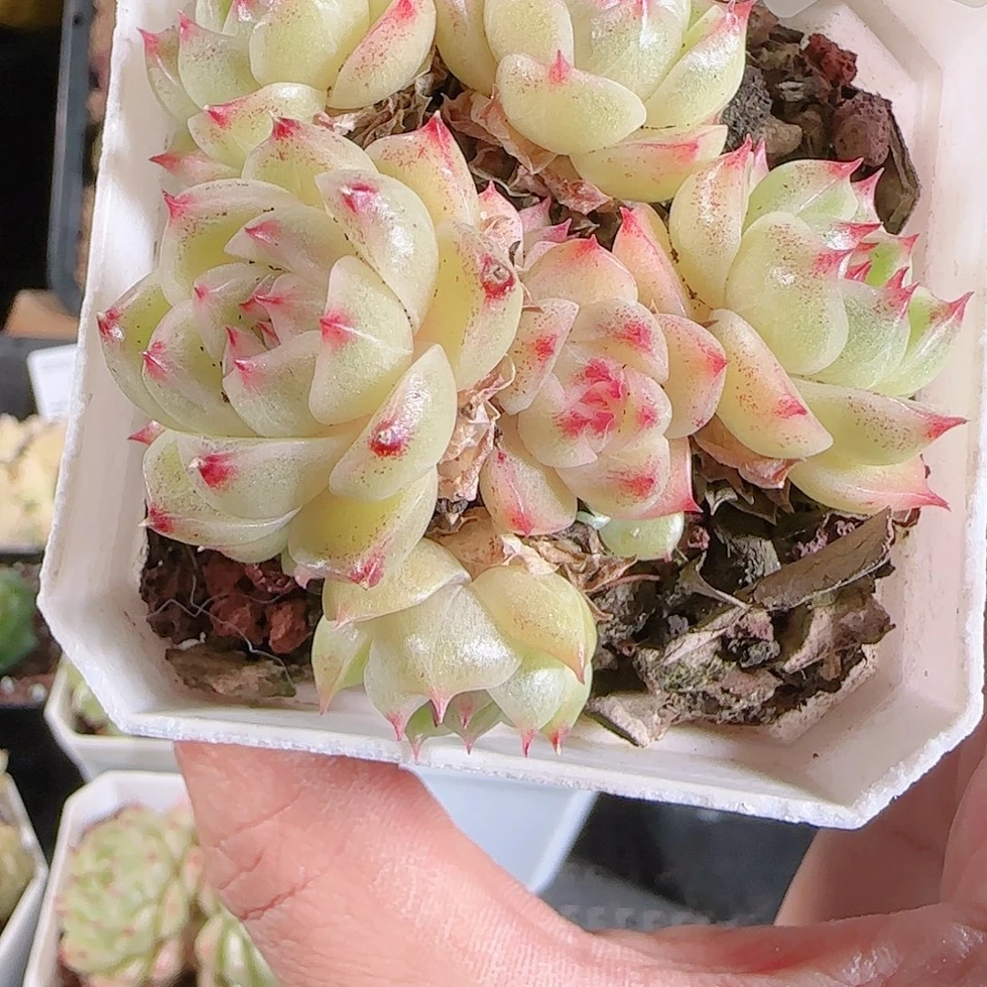 1125-158群生不包整