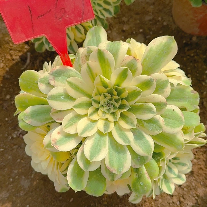 1-67辛尼亚多肉法师