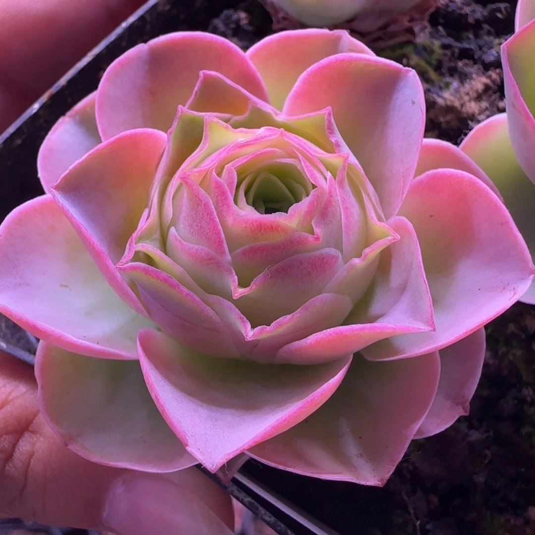 L232半城玫瑰紫月