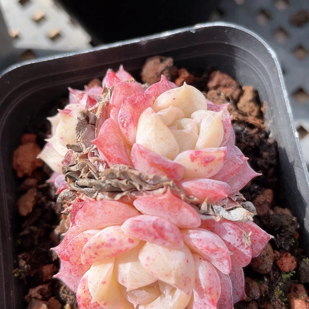 开播福利女王8748