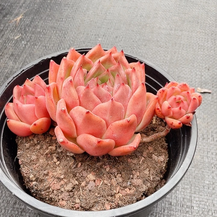 一帆风顺求婚19cm