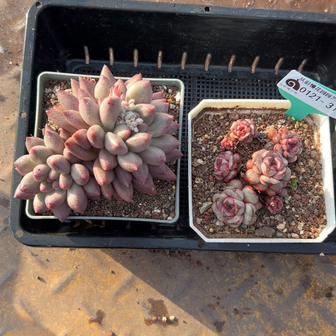 多肉一物一拍编号0121-31