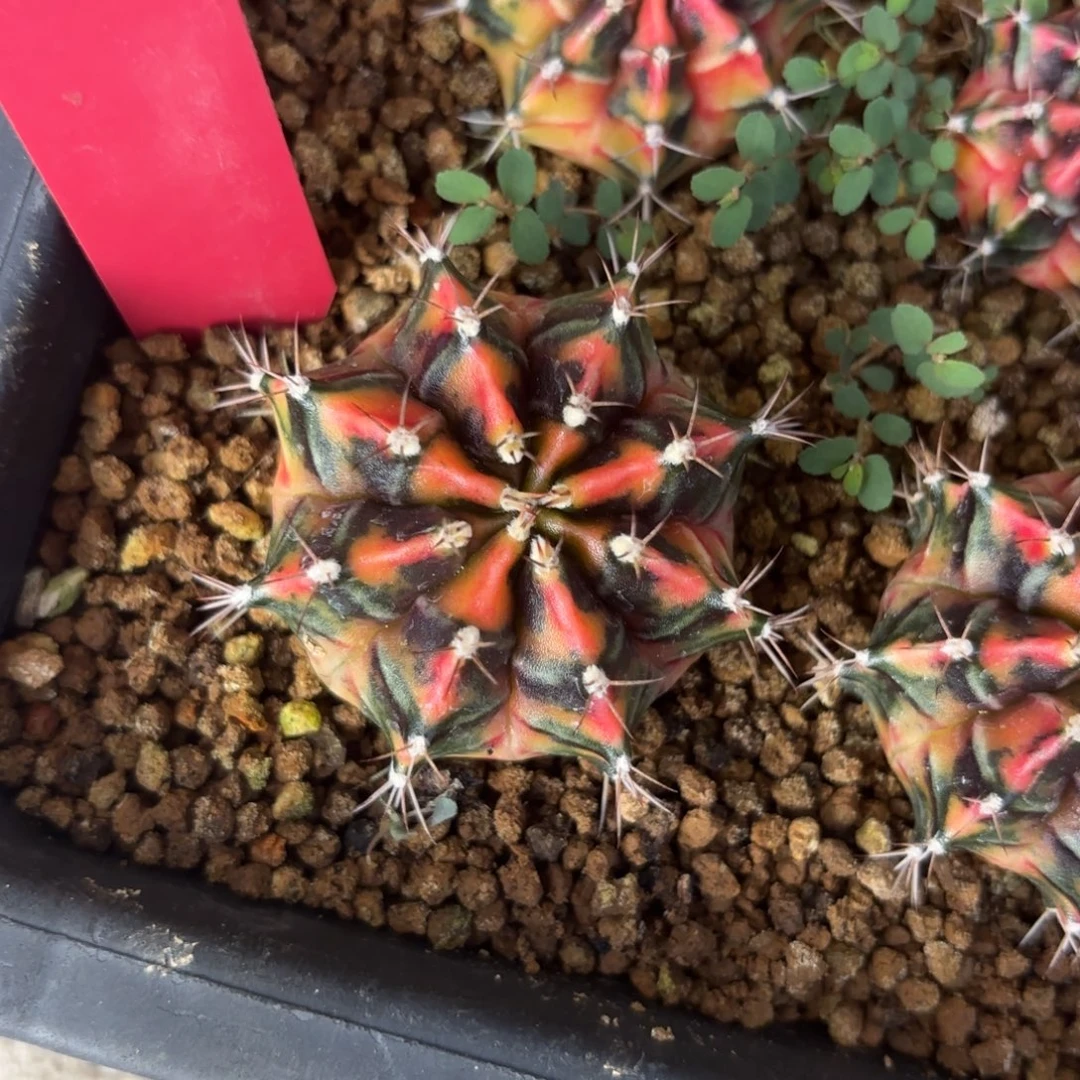L673-1204泰国发货