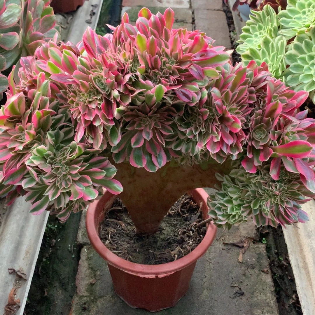 大板子女郎缀，多肉植物