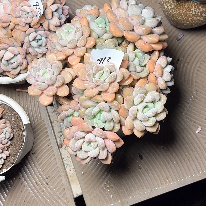 913/////////////////