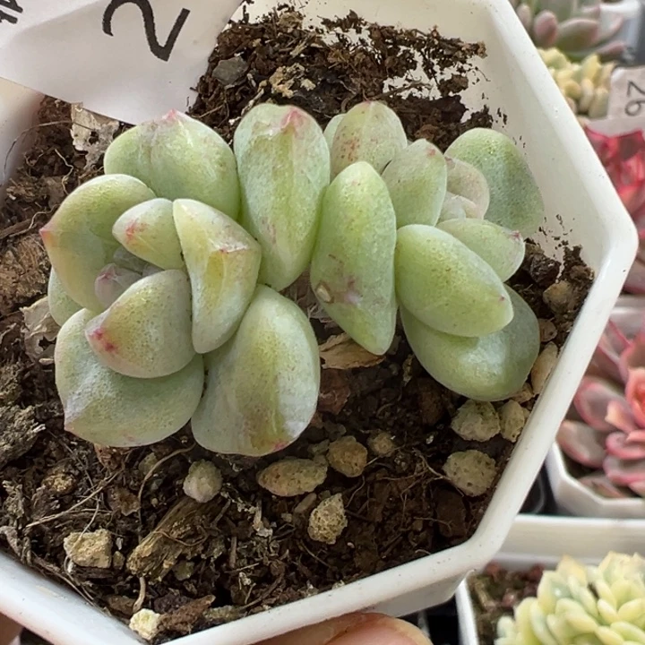 冰玉锦多肉植物255