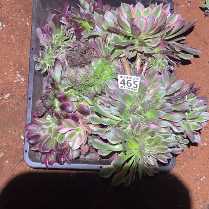 凡*姐465缀化组合掌心多肉法师锦不包侧枝断枝