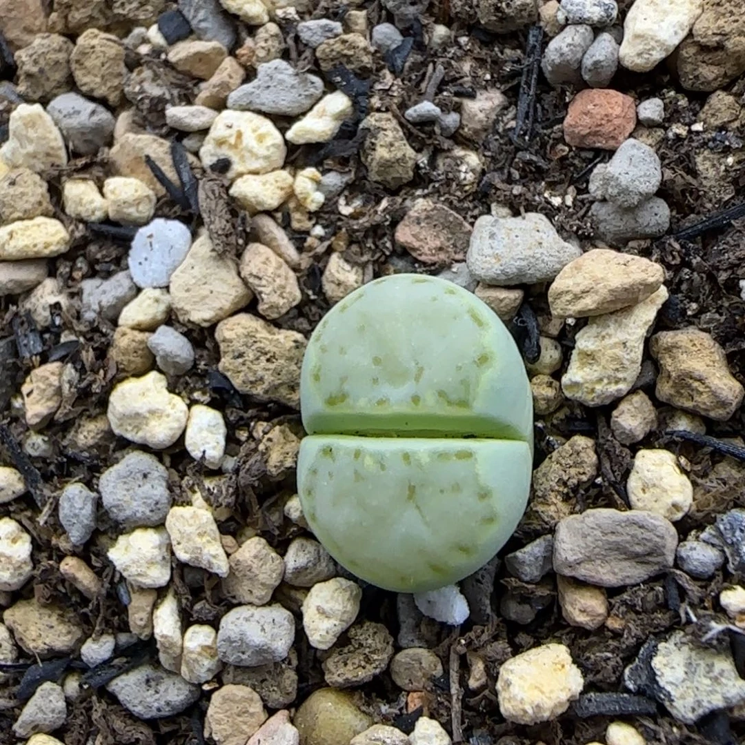 透窗绿饼干跨年福利30包邮