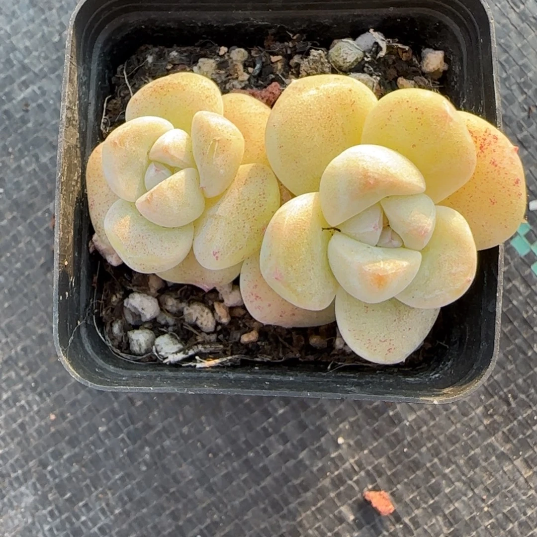 小卡拉米糖心一物一拍