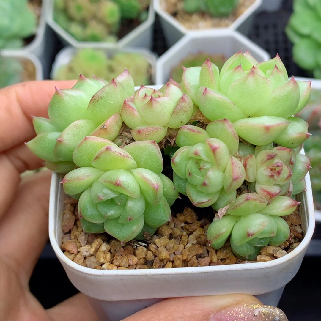 58包邮  群生不包整麦秆27