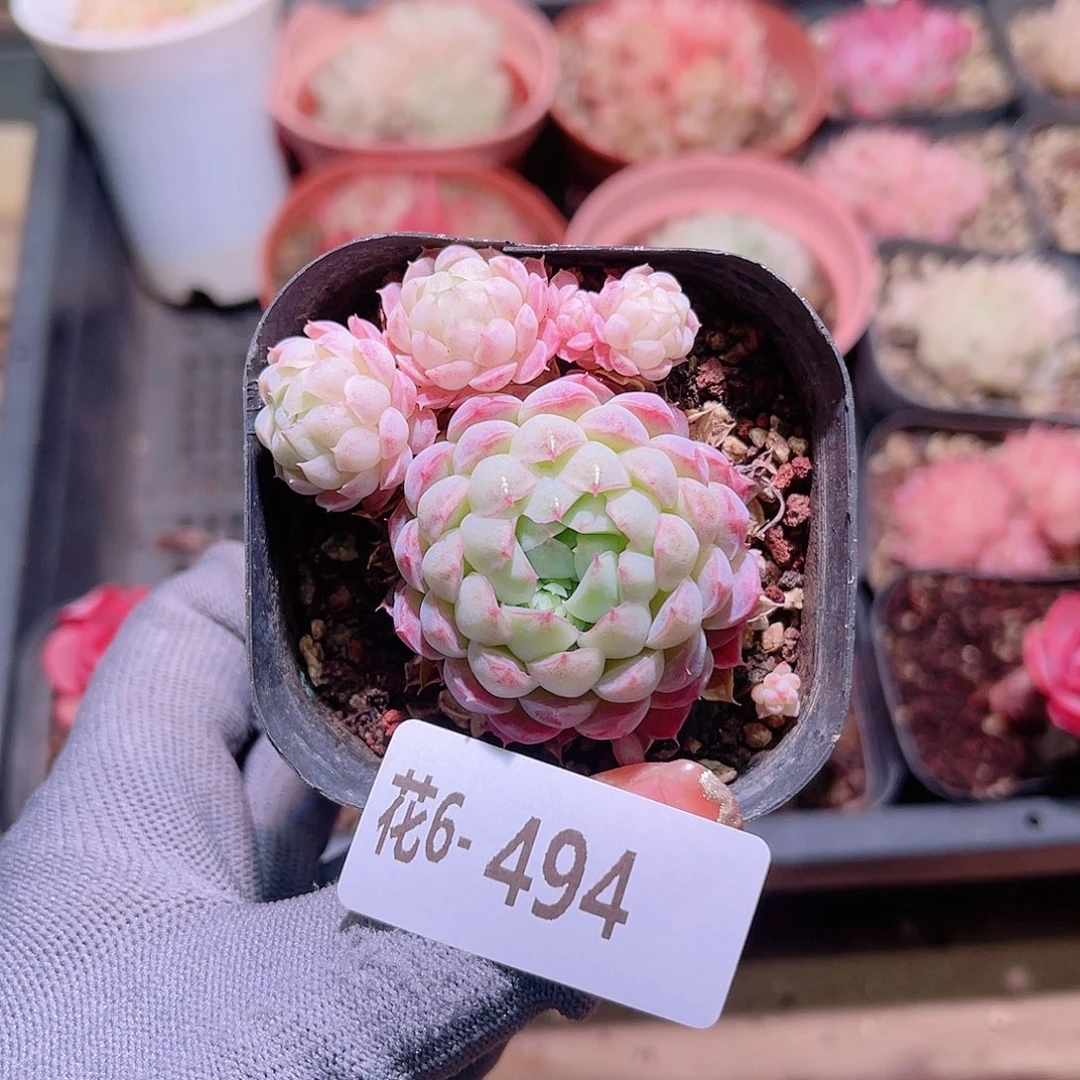 花06-494羊脂球带仔