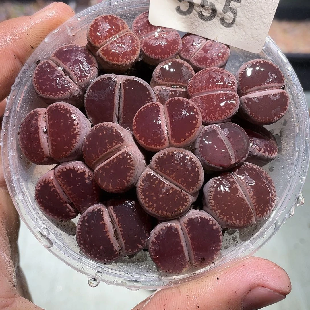 555当天凑满十八元包邮生石花