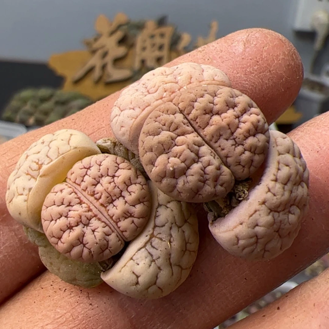 【闪购商品】000000006