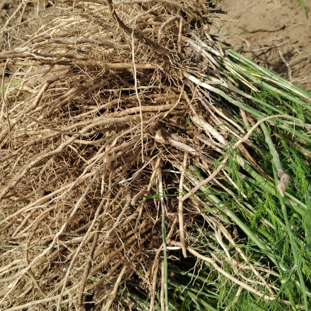 大田芦笋苗（6个月左右）蔬菜秧苗菜苗芦笋根蔬菜苗