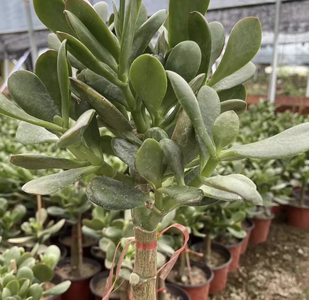 黄金花月，带土球发货，不包损