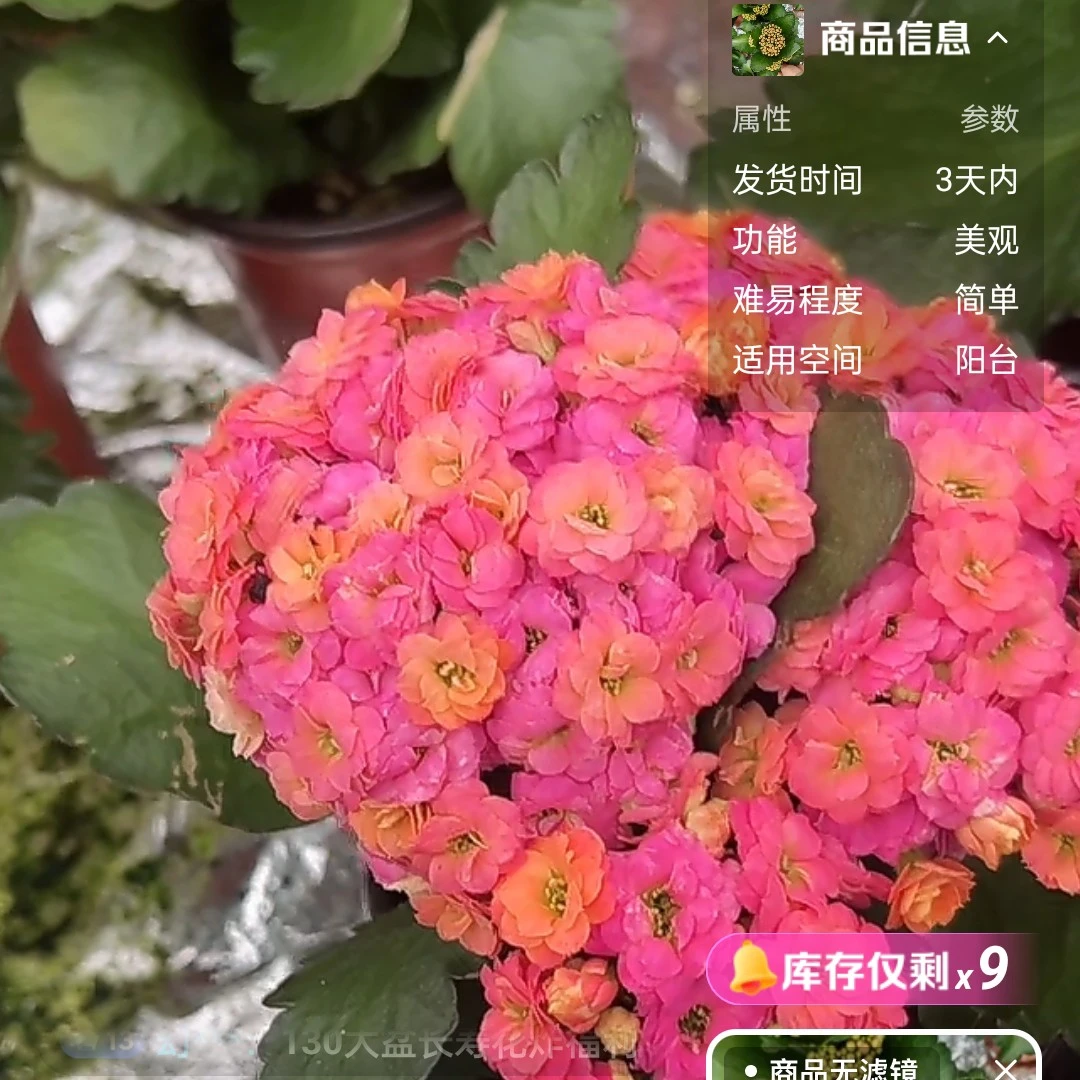 马卡龙 泽家长寿 长寿网红品种