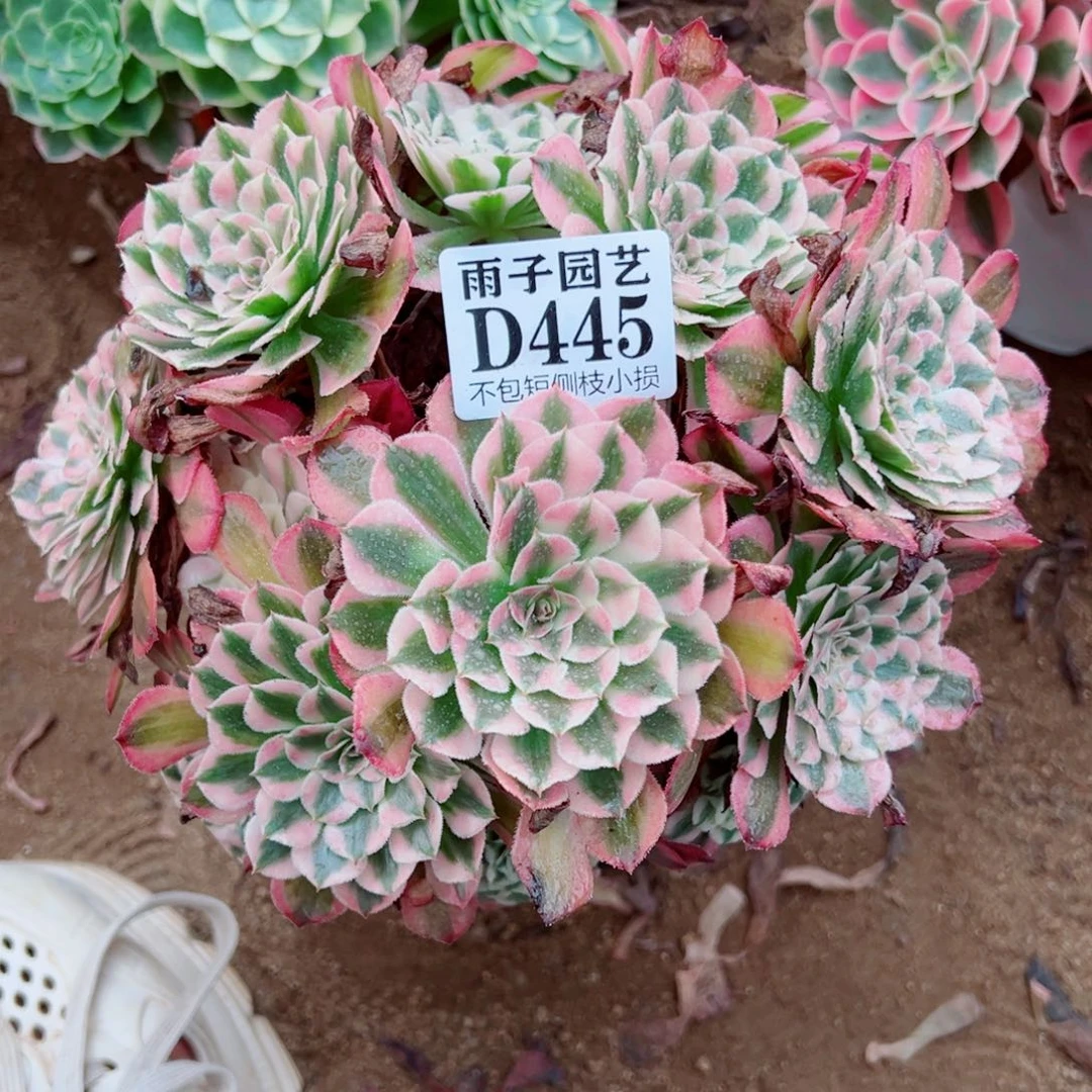 445红铜白尺寸20左右