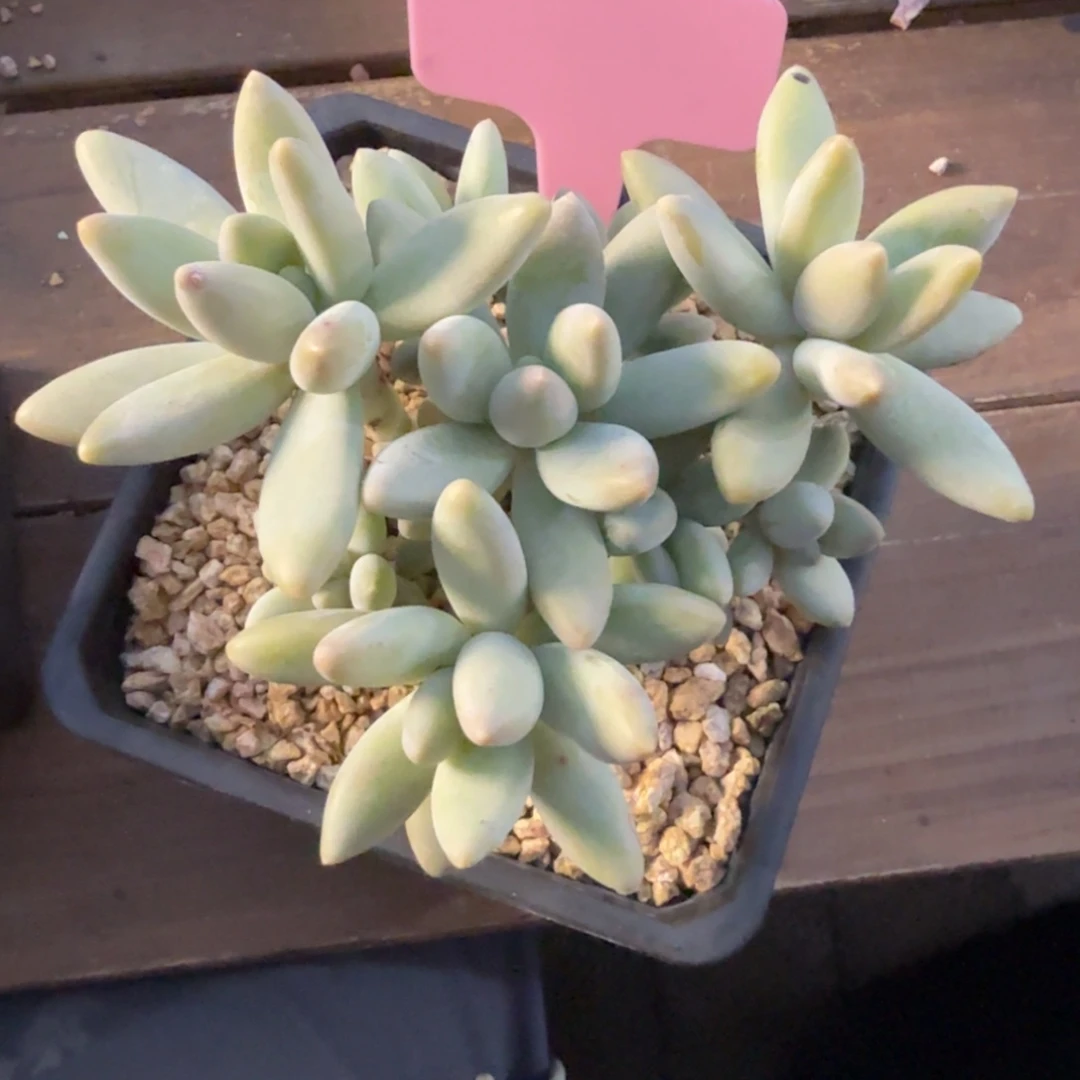 10头白兰地111111111111111111