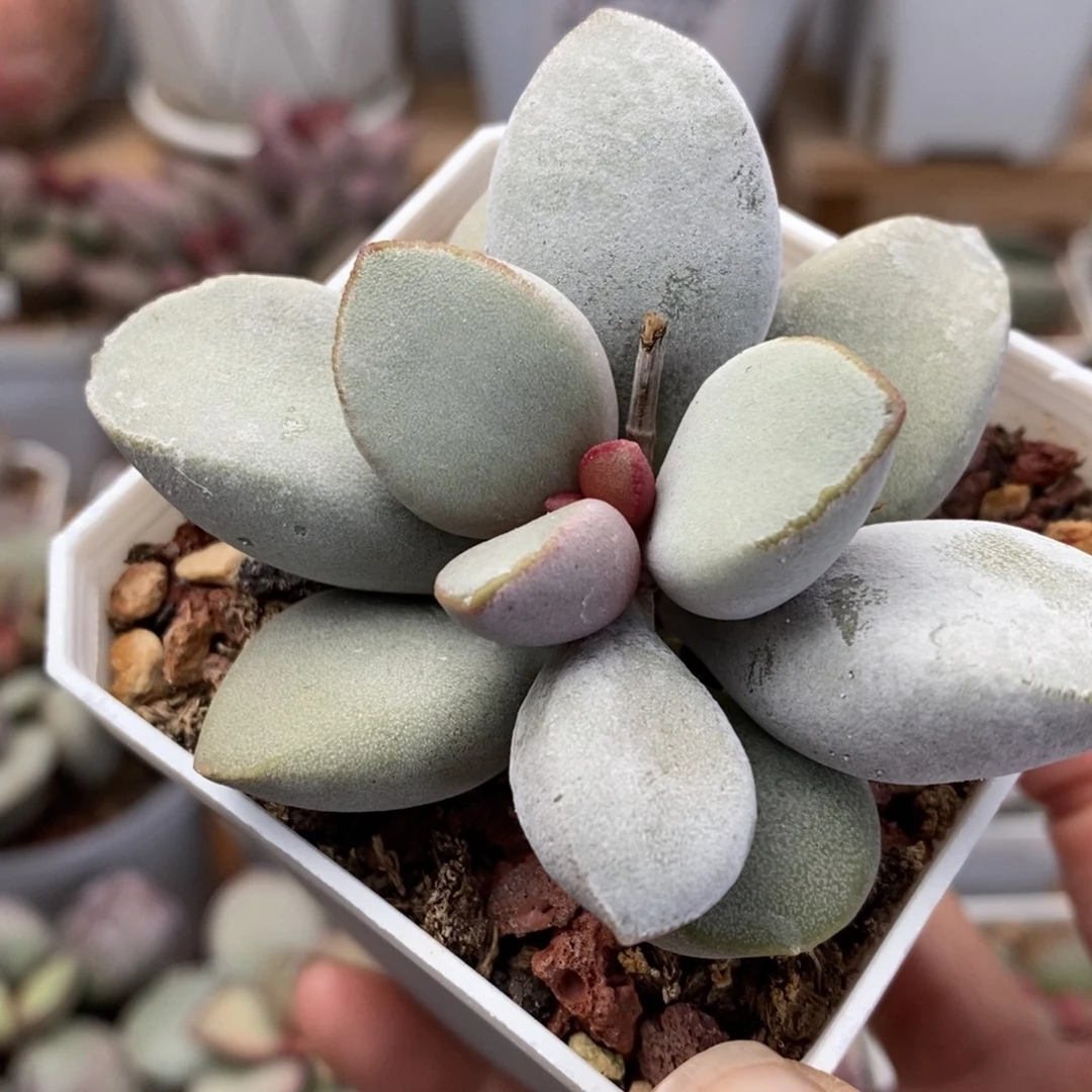 5号新品实生水泡多肉植物