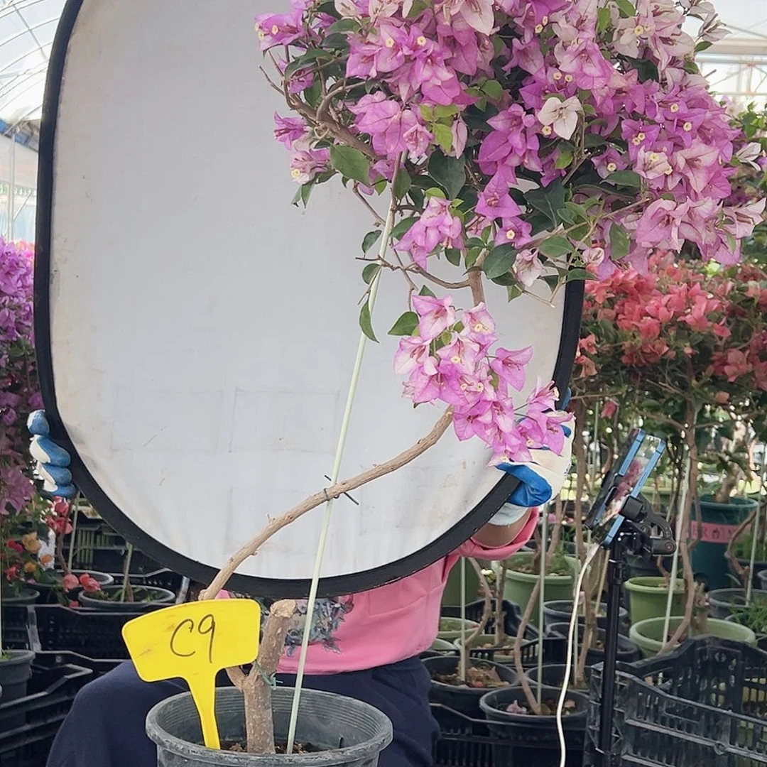 *****大部分花苞少量开放C9雪紫
