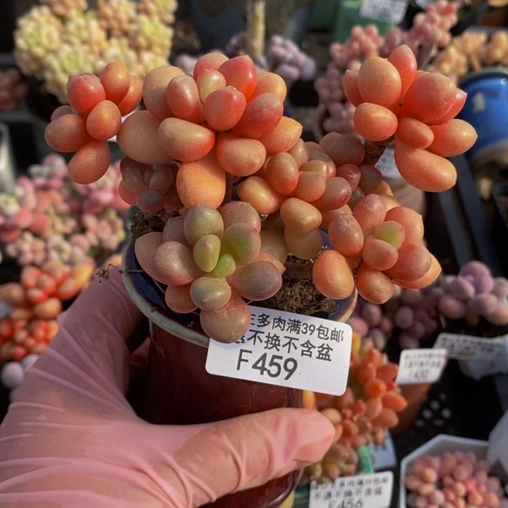 先锋派459多肉植物