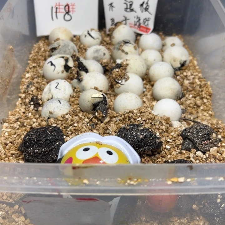 不分公母小鳄龟佛蛋代开不退换