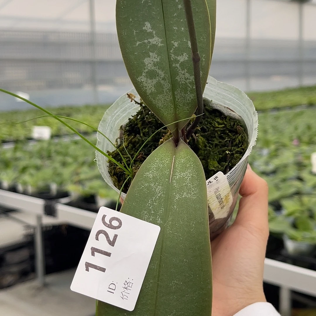 大量花朵（建议范围：8朵-15朵 或40%以上）编号1126香白史