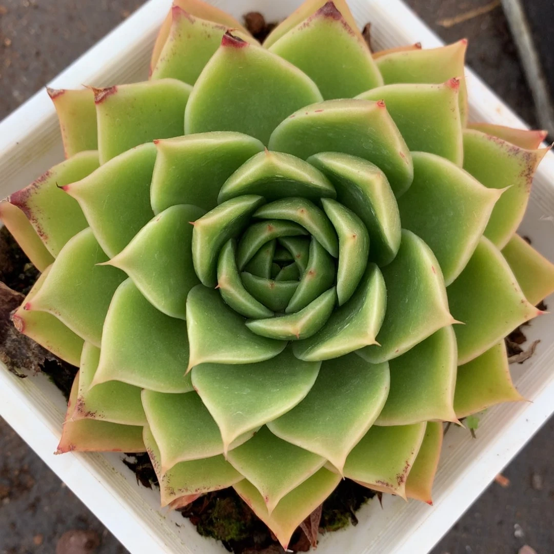 6354有叶伤杂交多肉老桩