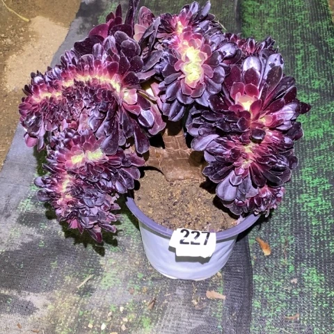 欧紫缀多肉植物法师不包损227