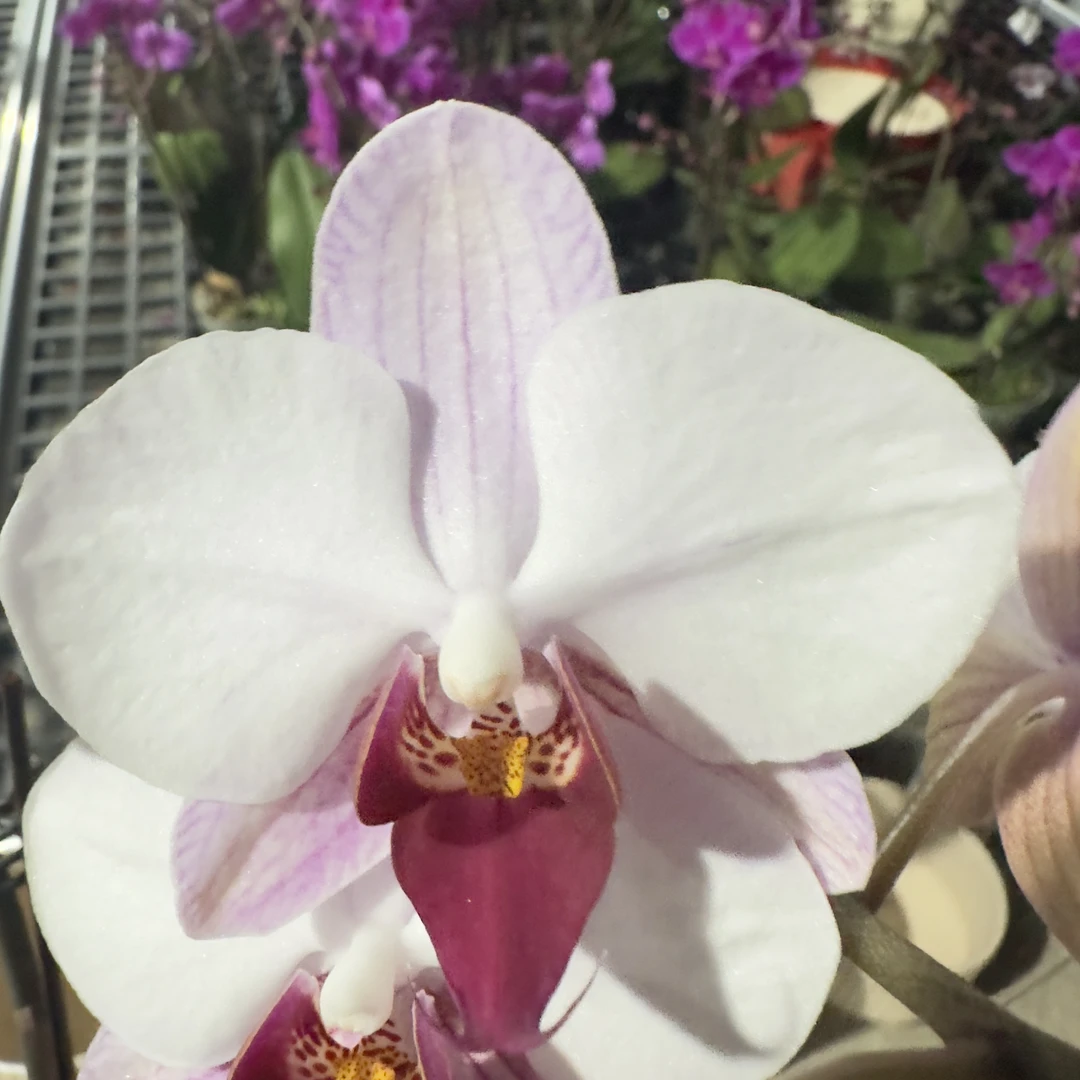 【粉钻】蝴蝶兰 粉色经典花卉 好看耐养 室内高端绿植花卉