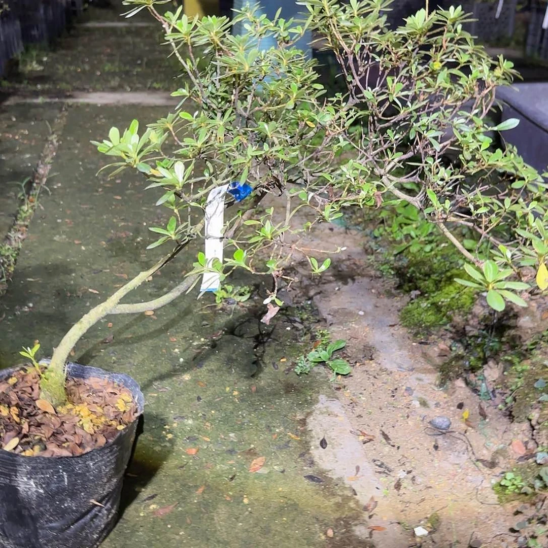 无花朵若会有花朵