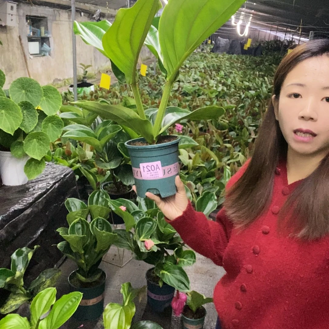 木本植物?****a木本花卉021叶损