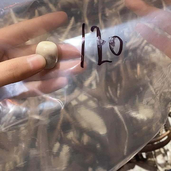 珠子珠子珠子珠子