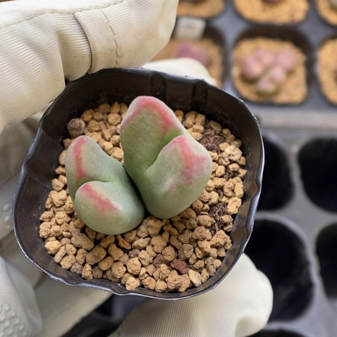 多肉植物肉锥杂交K-006（1.7-2.3）将杂