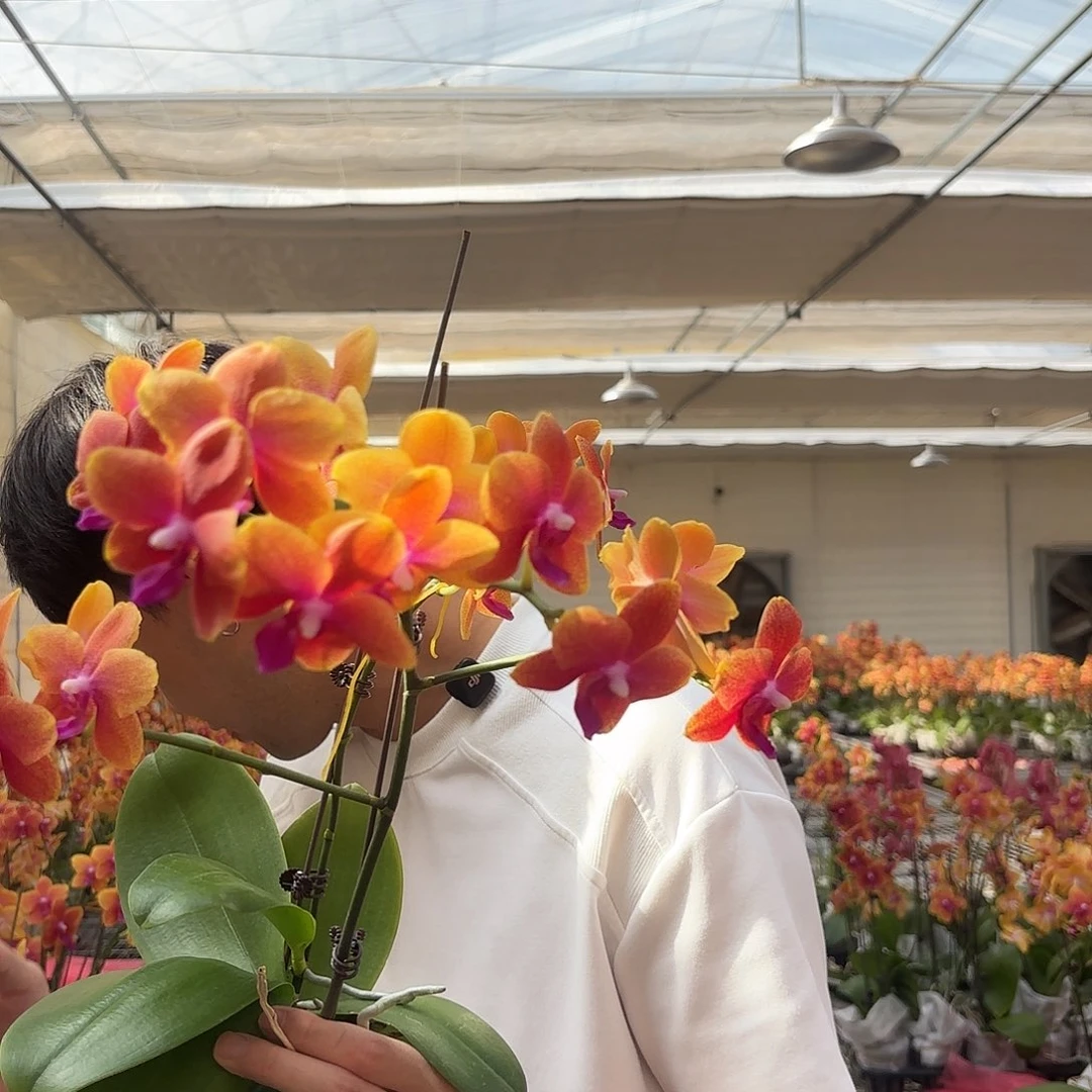 完全开放3.5相恋。