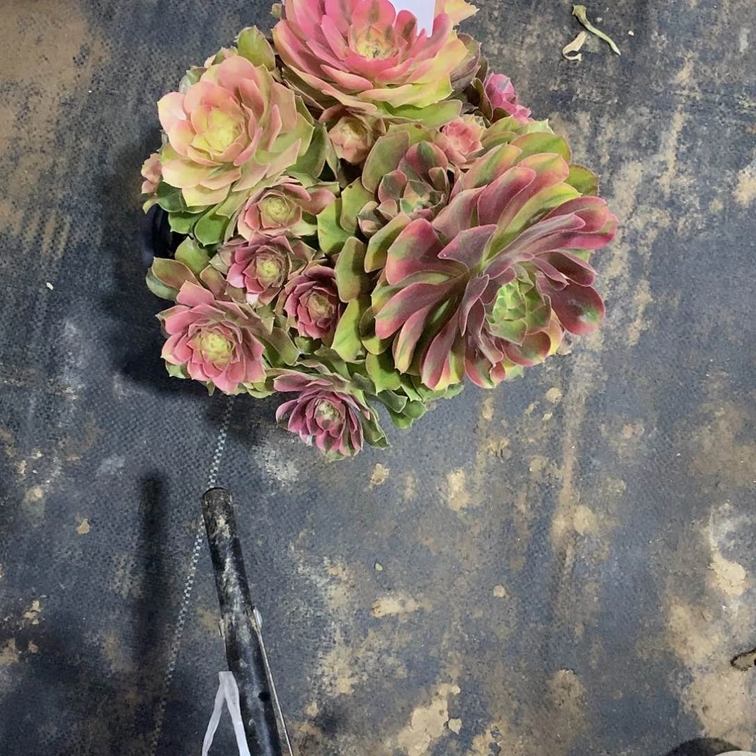 红袖536多肉法师植物