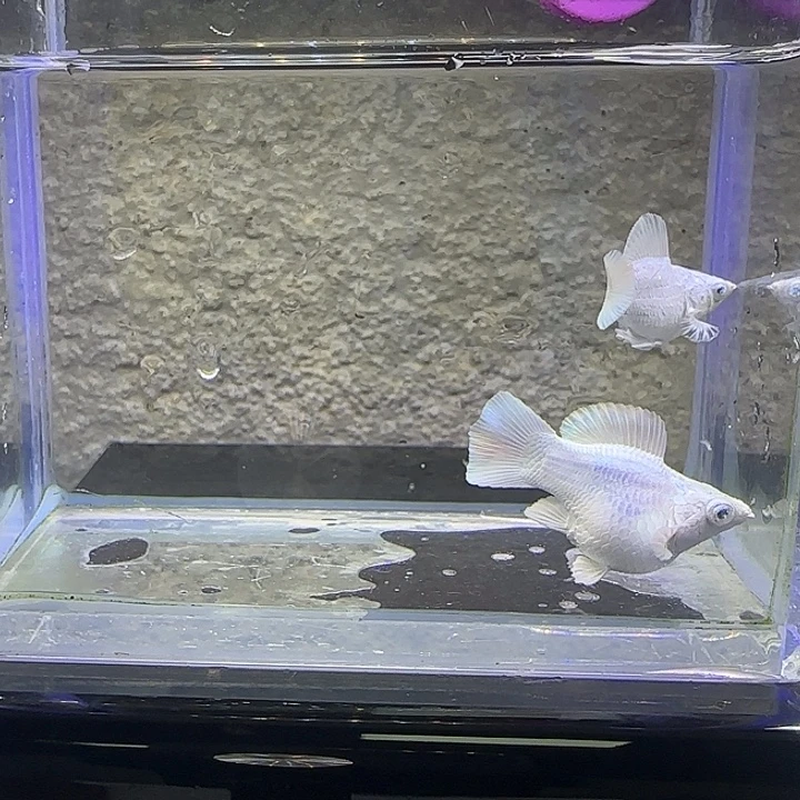 孔雀鱼瓷白钻眼玛丽。4号