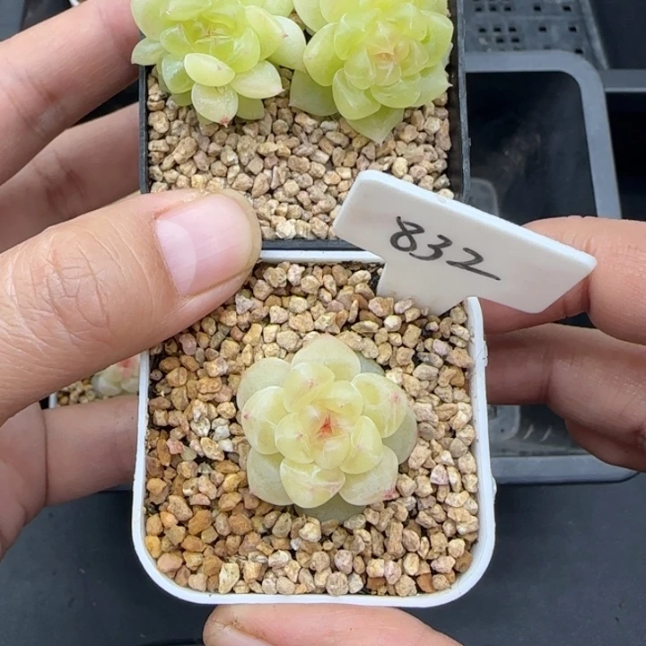 仙****178+832号晗雨多肉植物