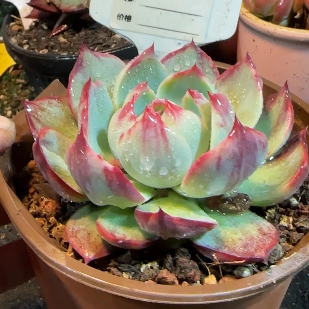 花脸惊鸿一物一拍包装收缩花旱687