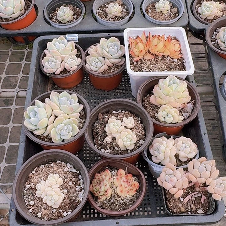 慈多肉植物满20包邮
