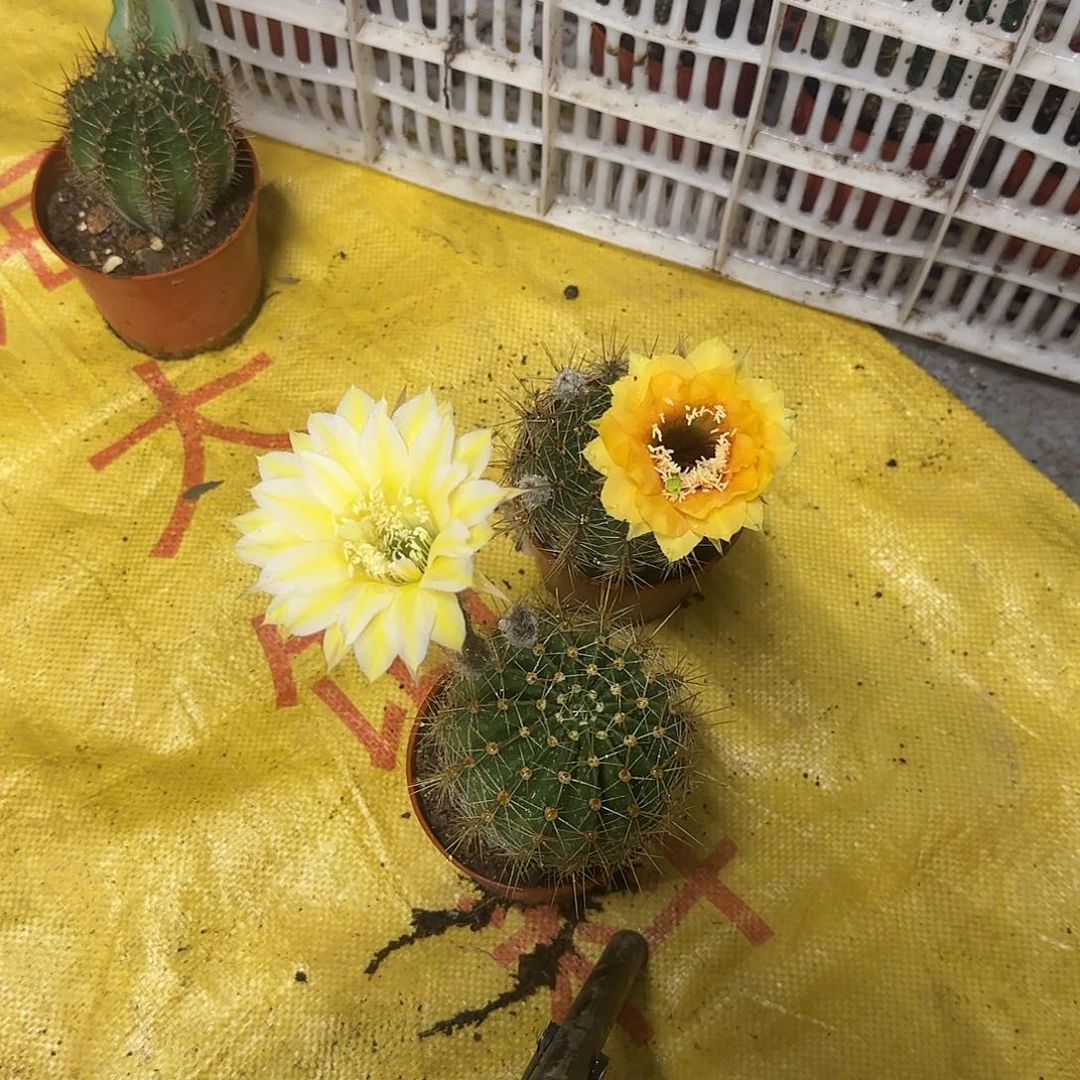 *****无花朵彩草哈哈哈哈哈哈哈哈哈