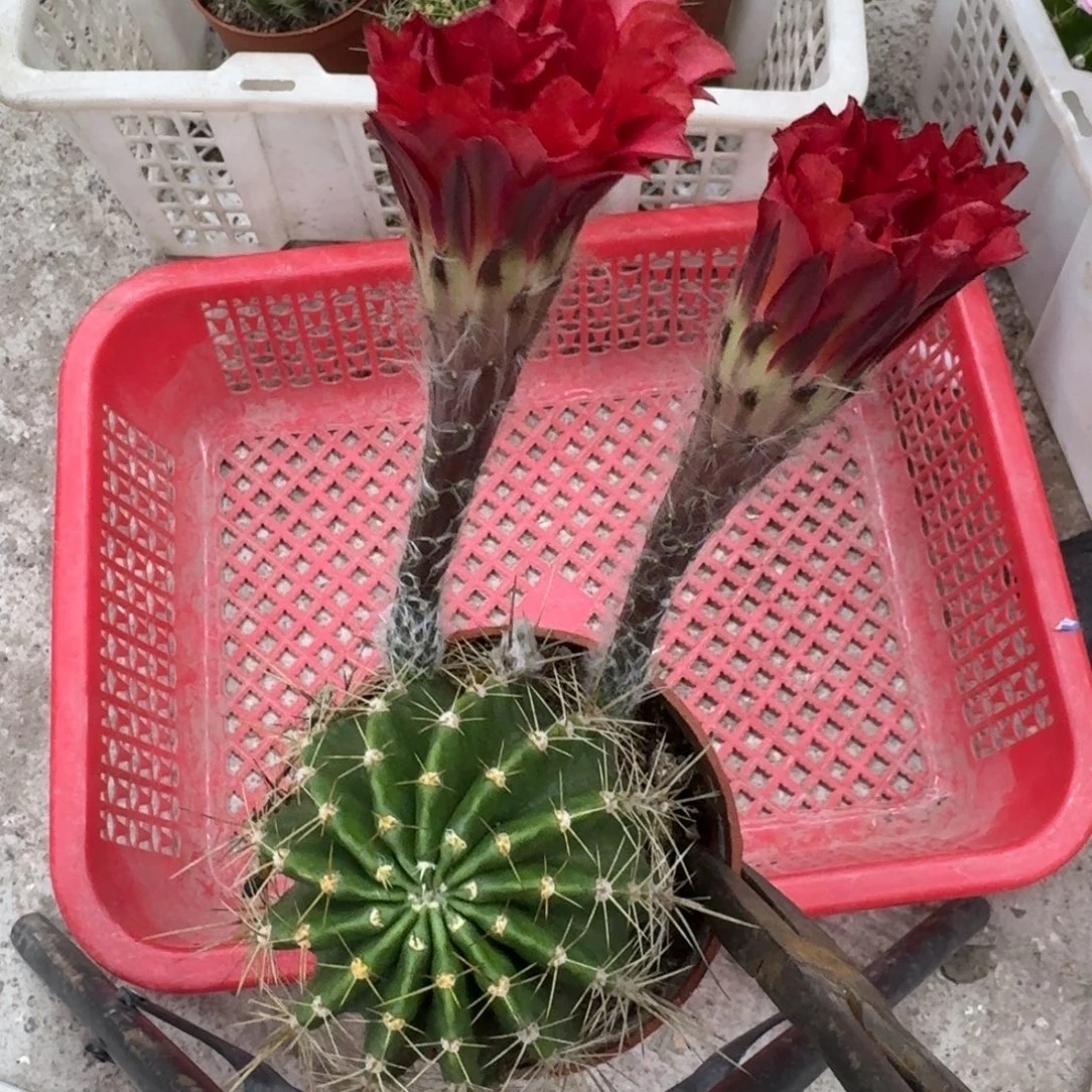 。***袁彩草哈哈哈哈哈哈哈