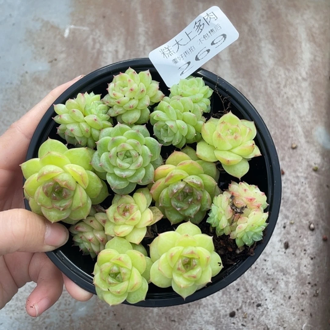 明*晴糕大上多肉植物269